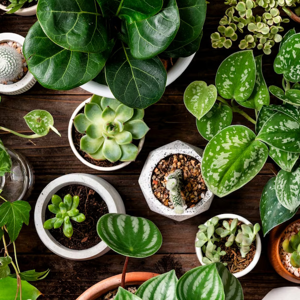 Plant Variety